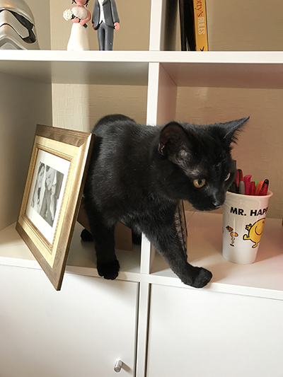 Black cat climbing white shelf